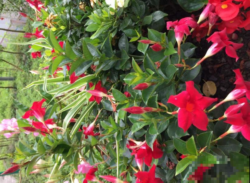 “开花机器”双腺藤,好看还爱爬墙,一年四季开花不停! “开花机器”双腺藤,好看还爱爬墙,一年四季开花不停!