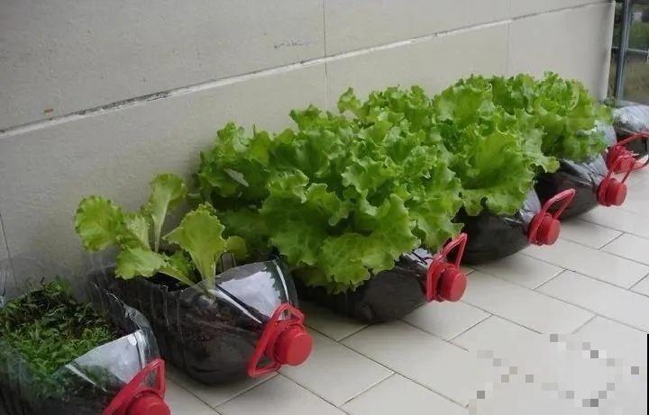 把菜种自家墙上,多得吃不完,太震撼 把菜种自家墙上,多得吃不完,太震撼