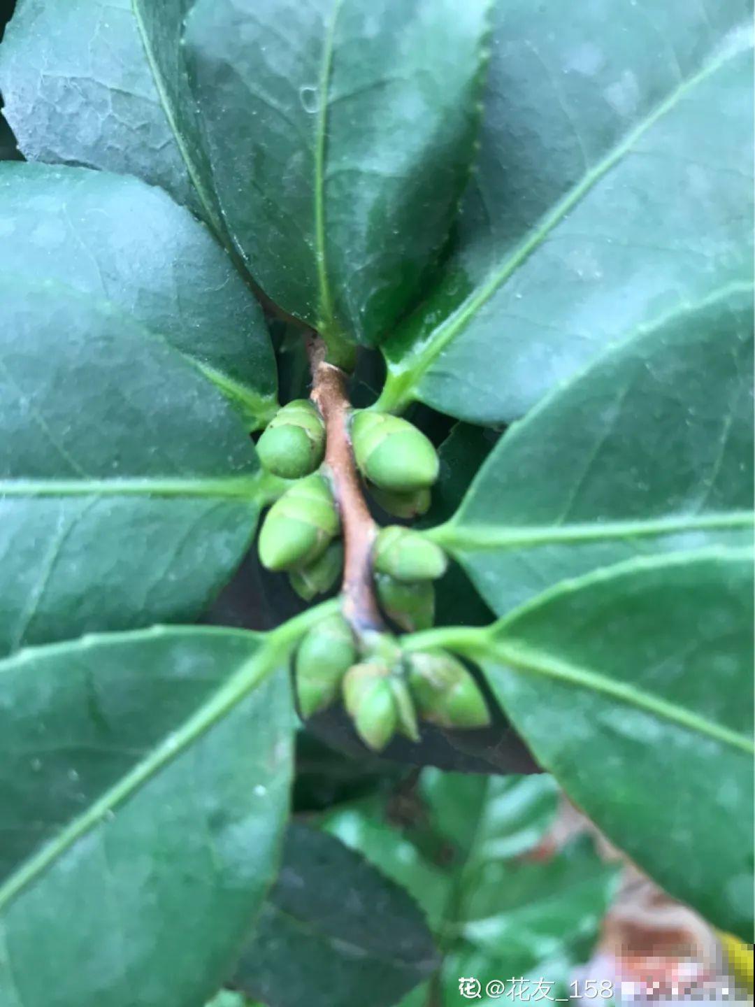 9月施肥季,这花赶紧贴秋膘,才能爆开花! 9月施肥季,这花赶紧贴秋膘,才能爆开花!