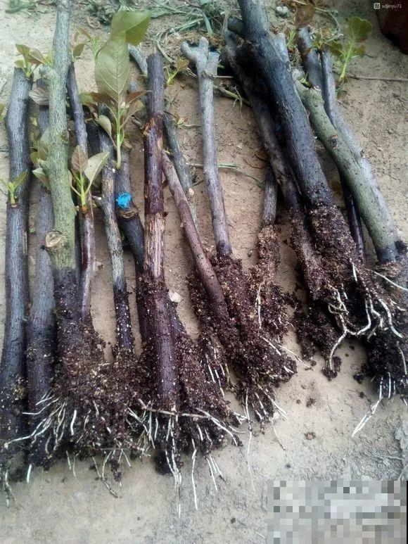 扦插有啥难？1根吸管，插活6盆花，太简单了！