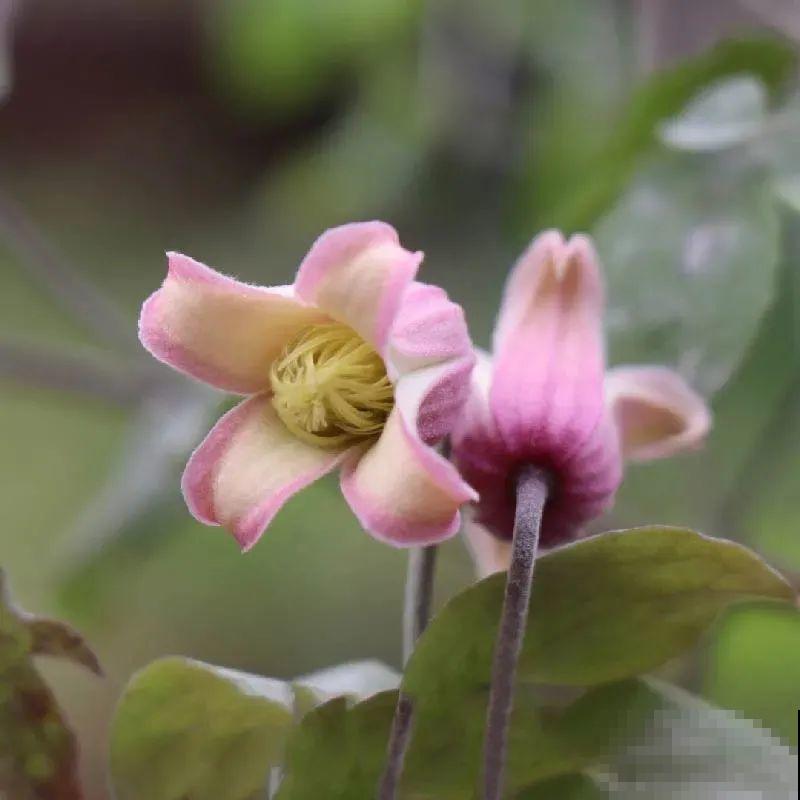 秋天养铁线莲，沾土就活，零下20度冻不死！