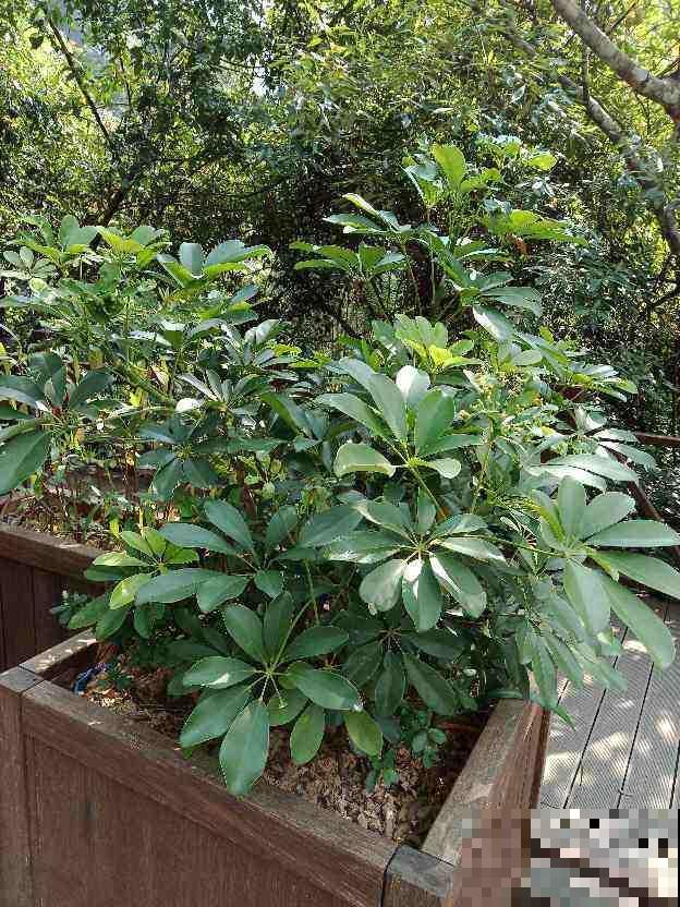 绿萝叶尖滴水珠,脚一踩还黏糊糊,其实是好事! 绿萝叶尖滴水珠,脚一踩还黏糊糊,其实是好事!