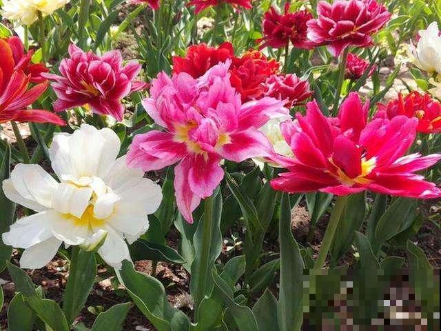 6种花,重瓣比单瓣好看多了,你见过几种? 6种花,重瓣比单瓣好看多了,你见过几种?