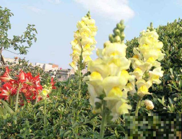 20种秋天开花的植物,外出看到,记得拍照欣赏! 20种秋天开花的植物,外出看到,记得拍照欣赏!