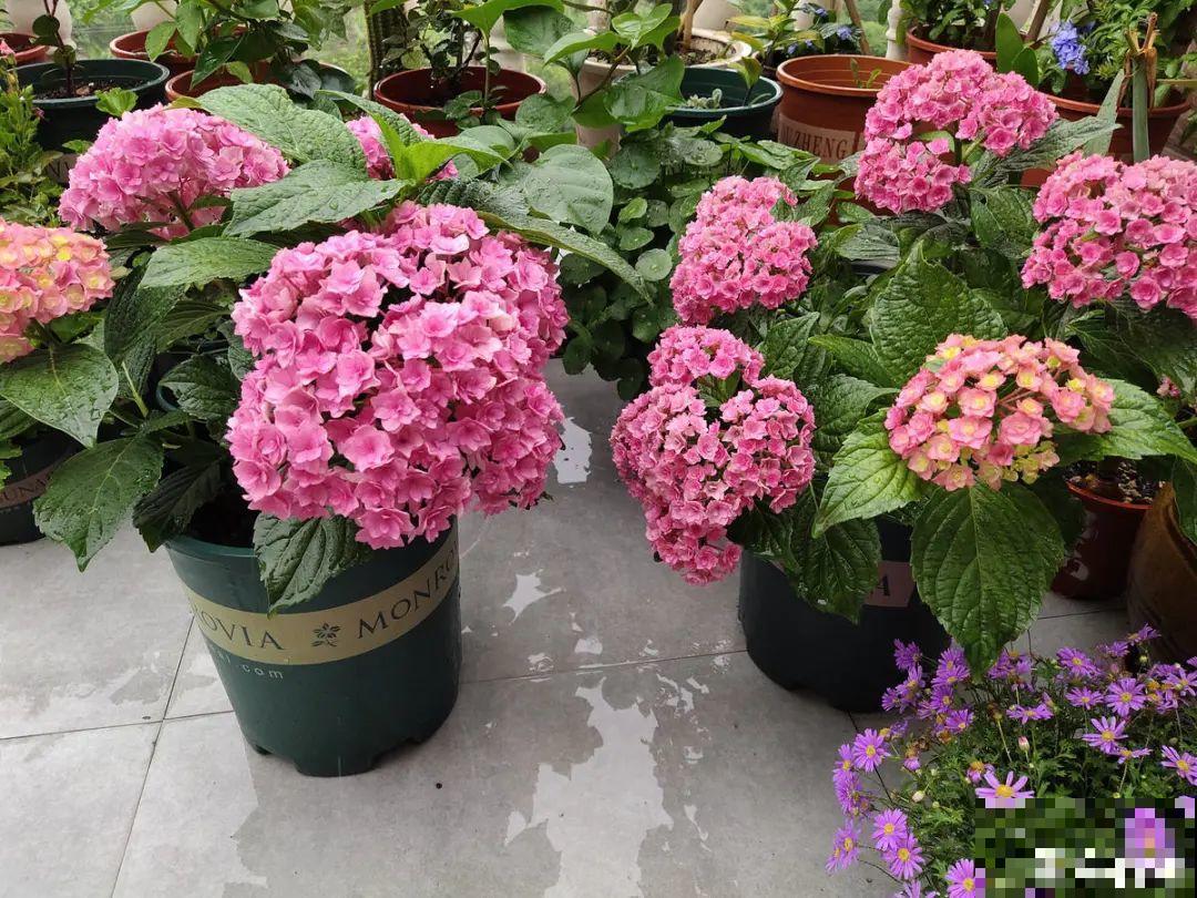 20种花秋天浇水避坑指南,现在就注意,来年长更好! 20种花秋天浇水避坑指南,现在就注意,来年长更好!