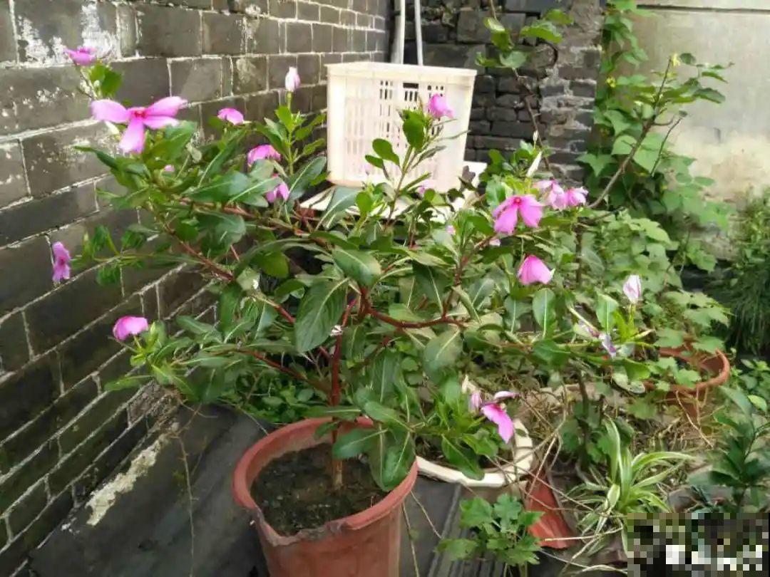 1种花是开花机器，只要温度合适，一年四季都能开花