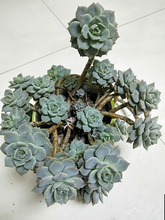 现在是多肉生长期，好养繁殖力强，入手超划算