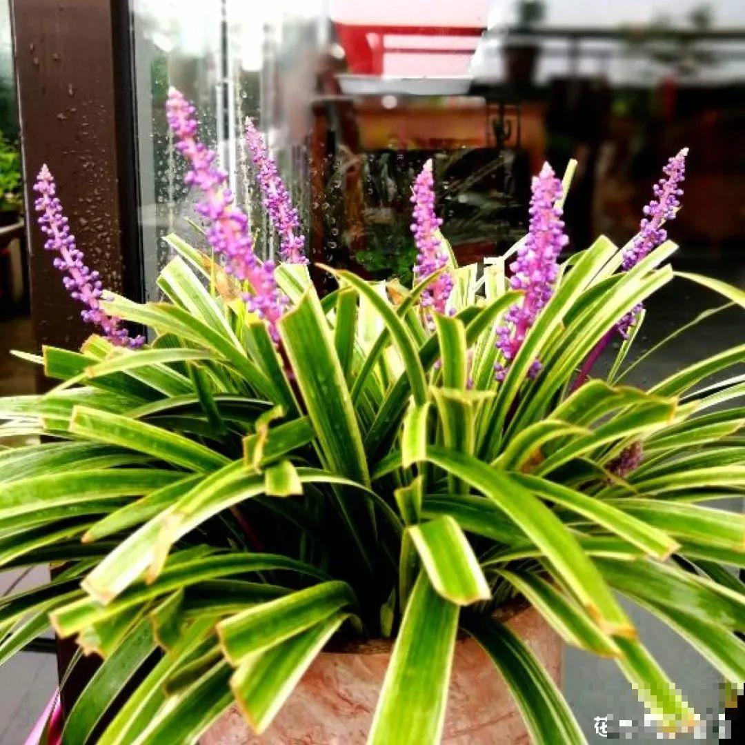 看图猜花名，100道题，测你的养花天分！