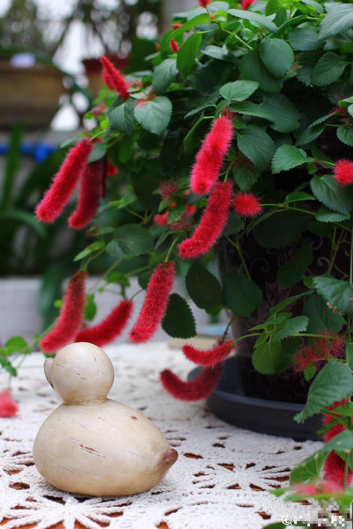 养了一盆尾巴花,开花红彤彤,摆在家里真喜庆 养了一盆尾巴花,开花红彤彤,摆在家里真喜庆