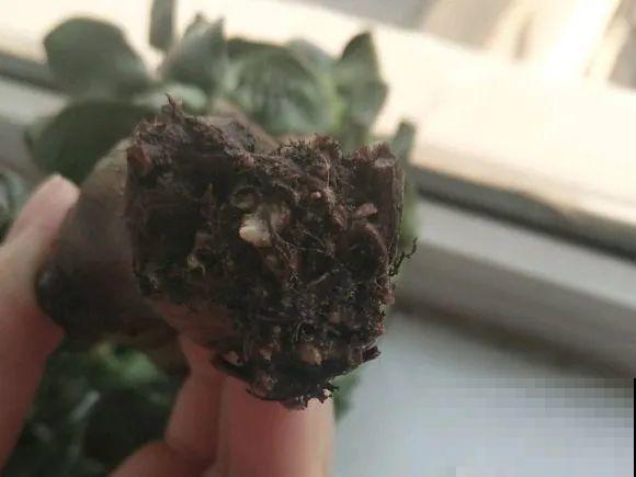 这花拔起来没有根,赶紧换盆,不然活不过俩月! 这花拔起来没有根,赶紧换盆,不然活不过俩月!