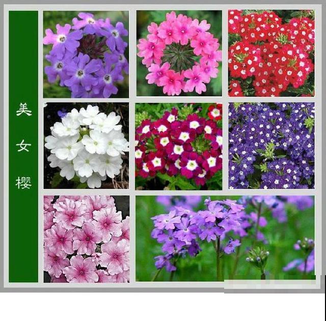 最齐全的《百花图谱》,珍藏起来,路边花都能叫上名! 最齐全的《百花图谱》,珍藏起来,路边花都能叫上名!