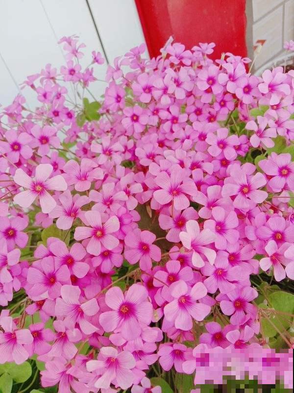 在家养花，选对品种投资十几块，一年能赚不少