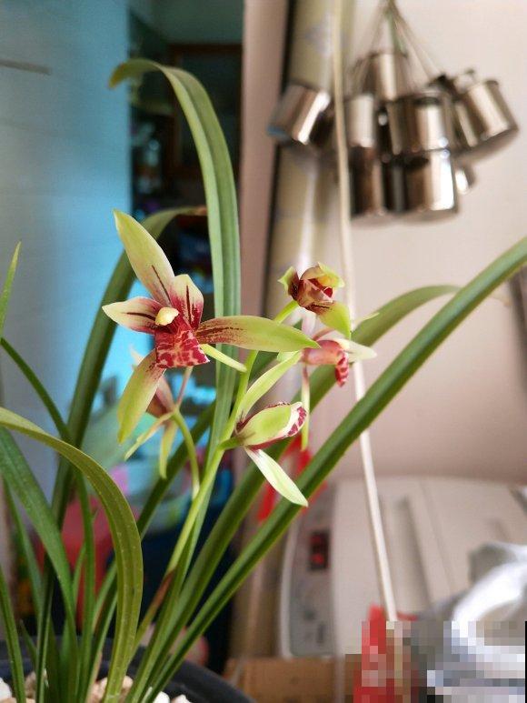 兰花入手的最佳时期,选这6个品种,便宜好活开花勤! 兰花入手的最佳时期,选这6个品种,便宜好活开花勤!