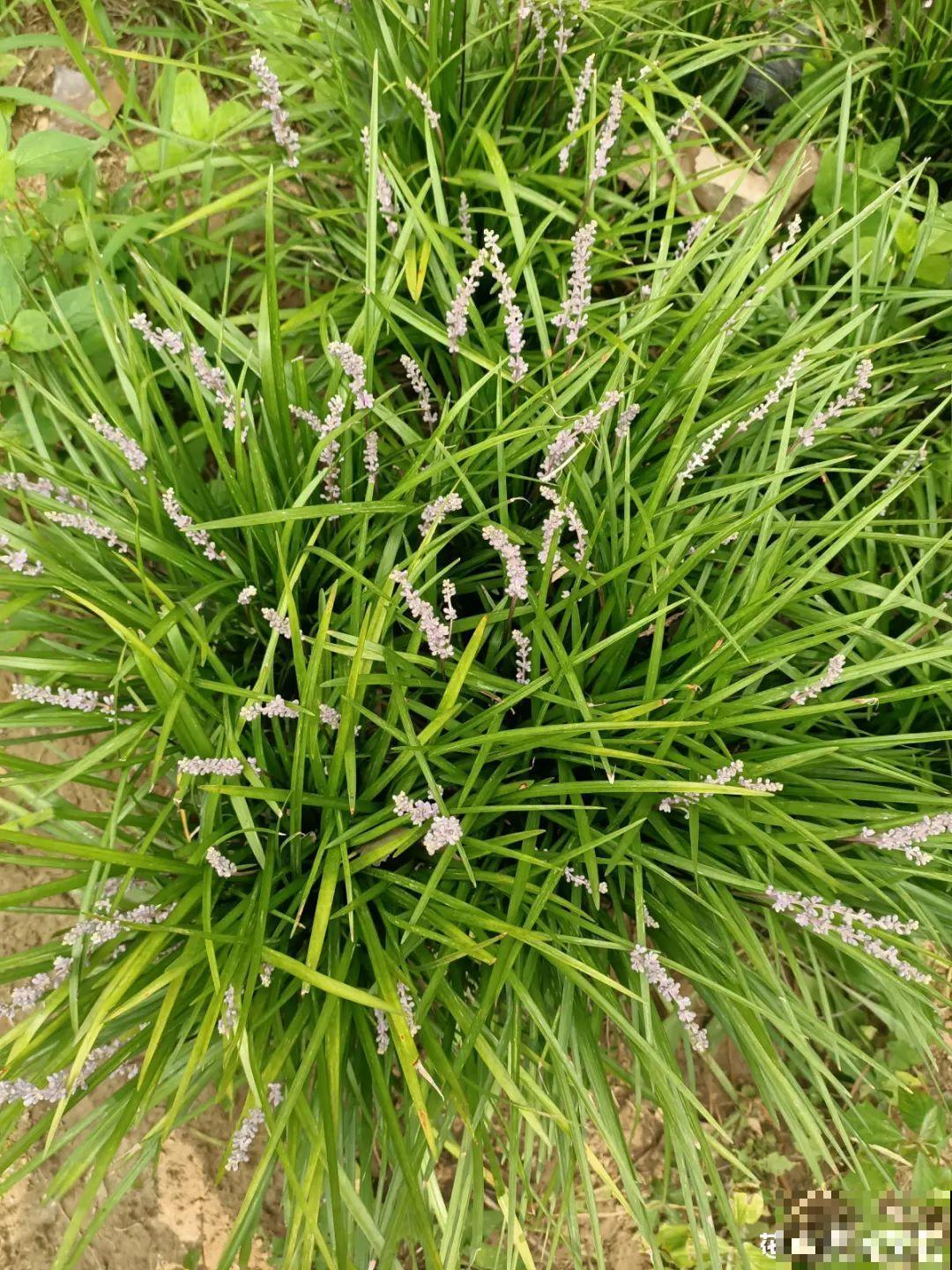 7种花,全是骗人的,白花冤枉钱! 7种花,全是骗人的,白花冤枉钱!