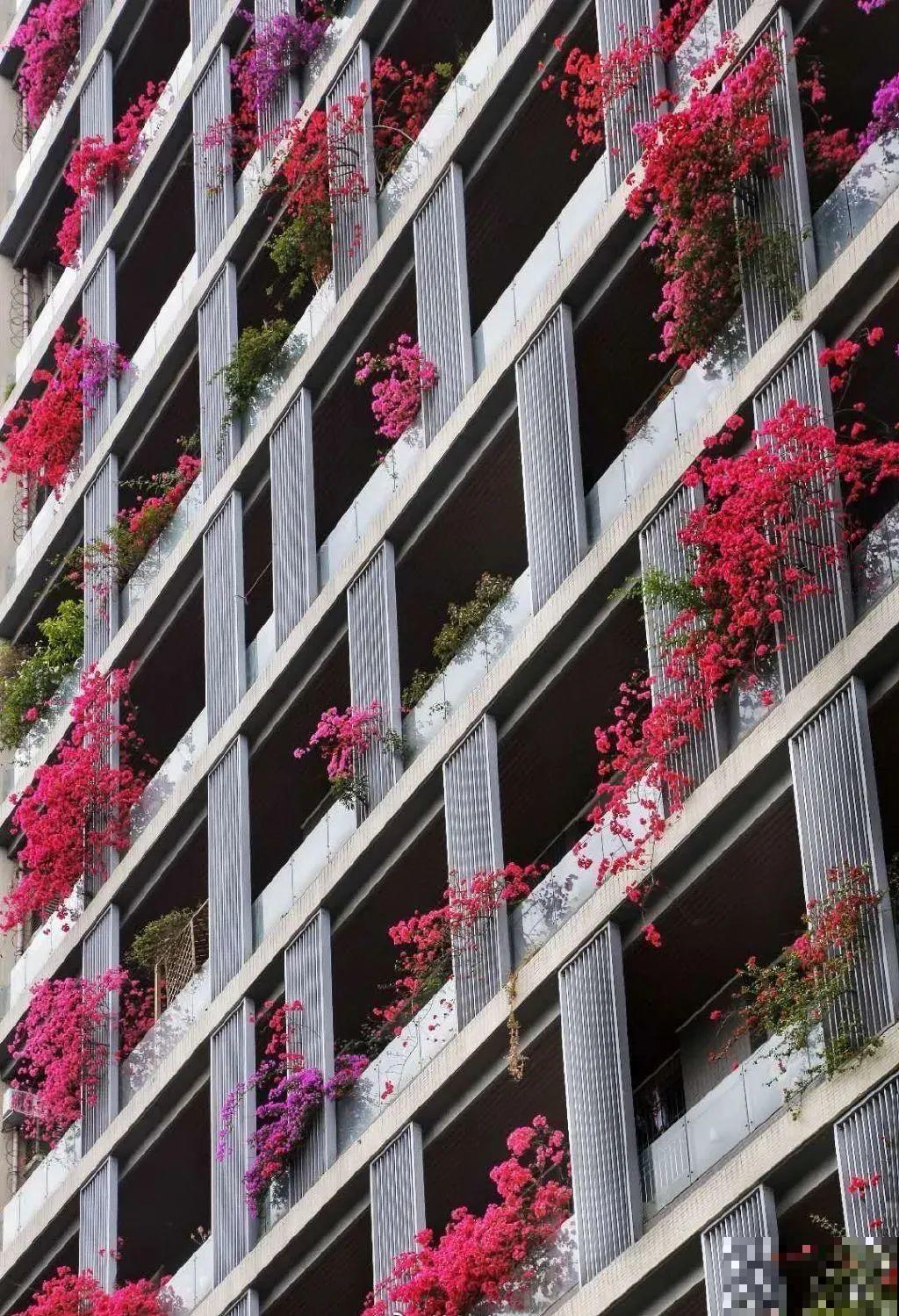 30层楼高开满三角梅，变成空中花园，太美了！