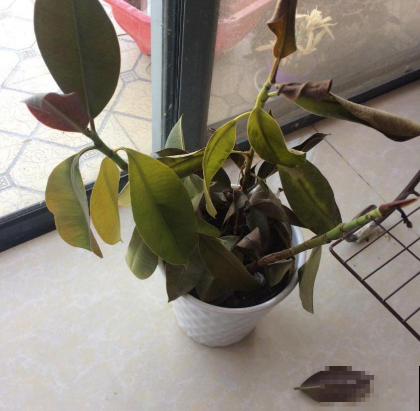 橡皮树秋天容易死，做好这3点，叶片翠绿！