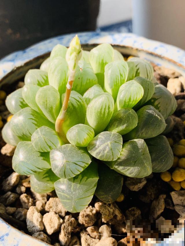 养根的3个小方法,照着一步步做,根能撑爆盆! 养根的3个小方法,照着一步步做,根能撑爆盆!