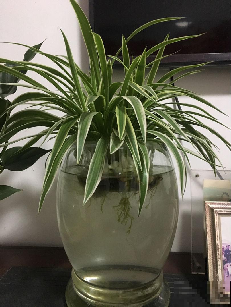 水里丢两块木炭，水培花不烂根，还能净化水质