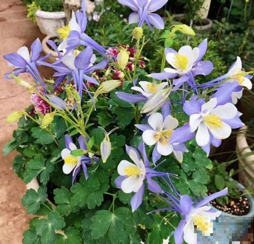 耧斗菜太“乖”，咋养都省心，懒人必备！