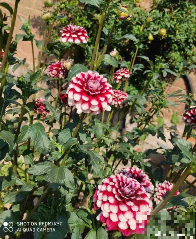 现在给大丽花剪一剪，到秋天，花朵开得比碗大！