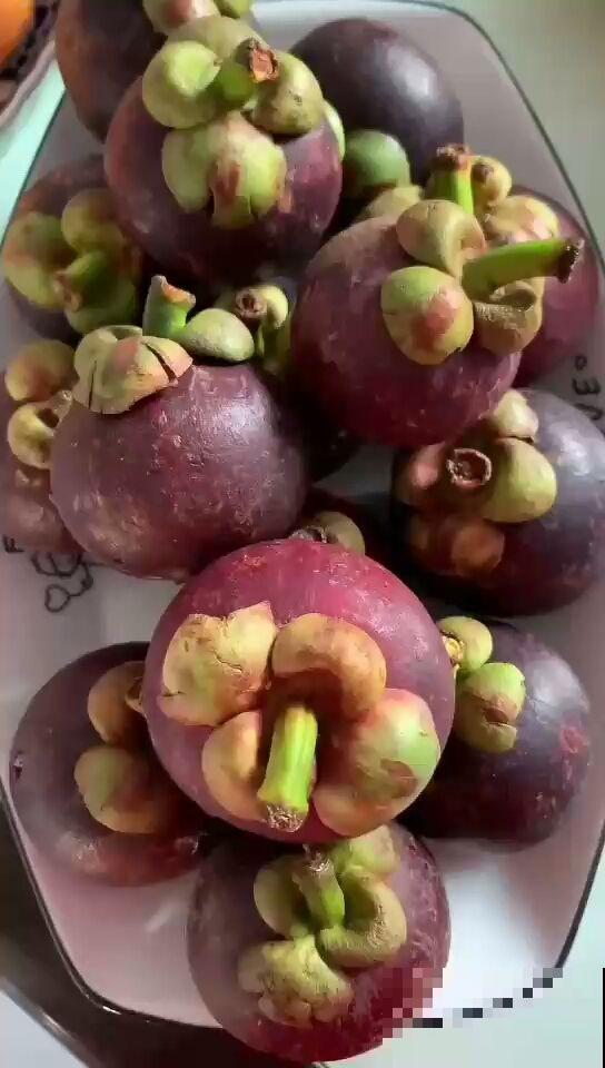 路边常见的行道树,种子捡回家,就能种出小盆栽 路边常见的行道树,种子捡回家,就能种出小盆栽