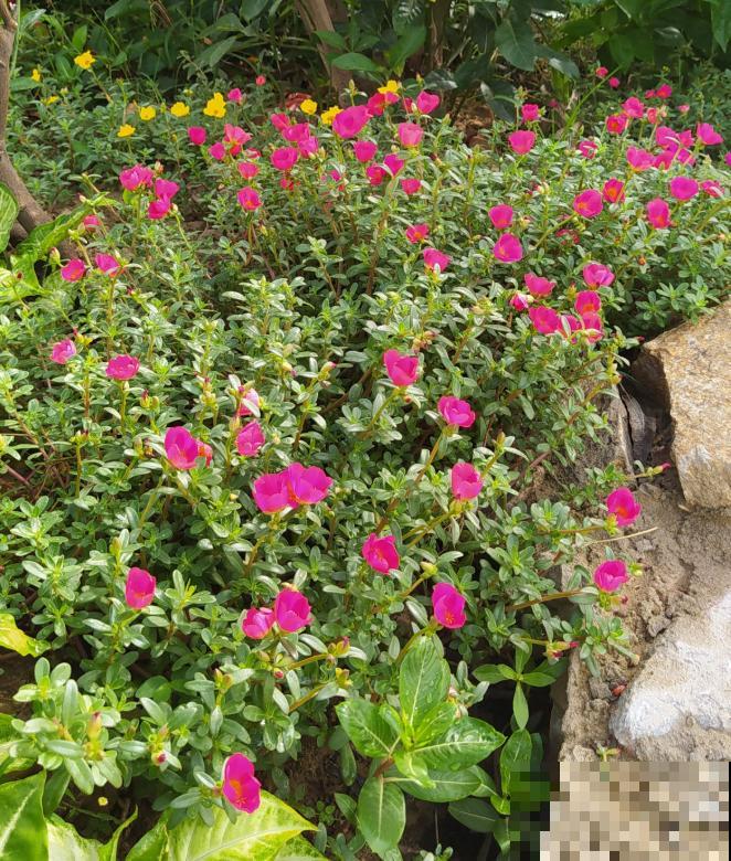 七旬老人,花6年时间在江边造花园,大风大浪都不怕! 七旬老人,花6年时间在江边造花园,大风大浪都不怕!