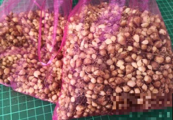 种花赚钱？要是有块地，真的发财了！