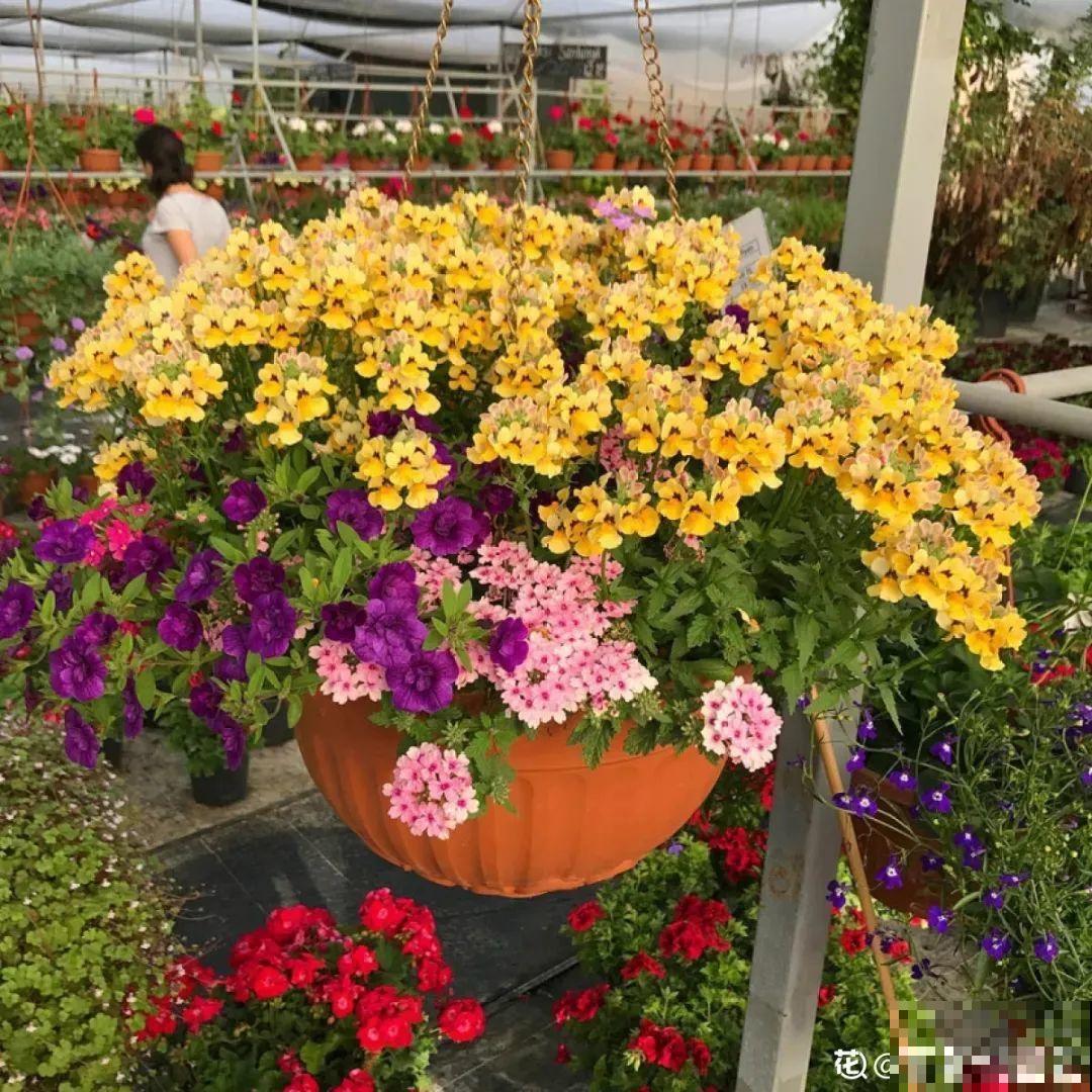 阳台新宠龙面花，花量超大颜色多，四季都开不停！