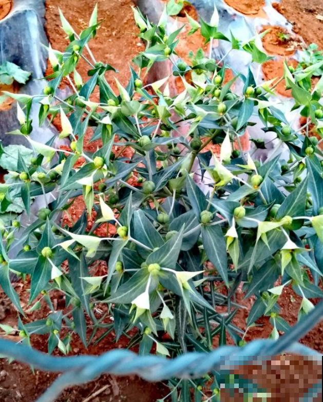 16种奇花异草,随便挑一个,你都没见过! 16种奇花异草,随便挑一个,你都没见过!