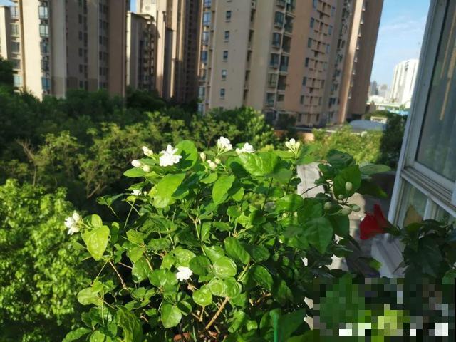 20种花,天凉了赶紧剪,来年开花有多又艳! 20种花,天凉了赶紧剪,来年开花有多又艳!