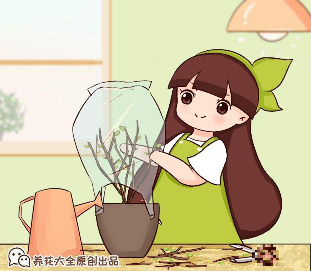 塑料袋可是养花好东西，拿来套花盆，花长得更加油亮