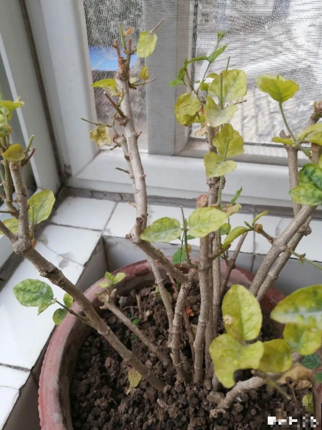 公认难养的花,养一盆死一盆,从来没有养活过! 公认难养的花,养一盆死一盆,从来没有养活过!