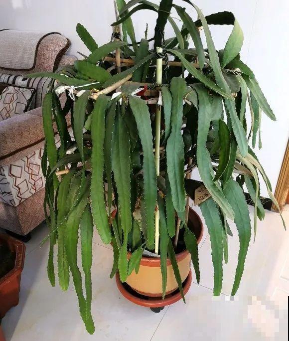 嫁接达人,玉树嫁接长寿上,花友直呼内行! 嫁接达人,玉树嫁接长寿上,花友直呼内行!