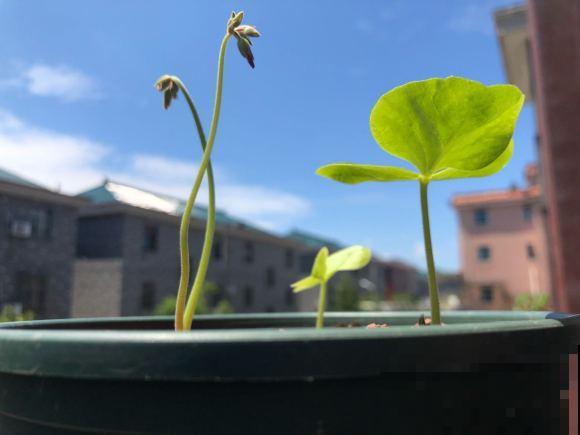 酢浆草太能生崽,一年生一堆,多得都想扔! 酢浆草太能生崽,一年生一堆,多得都想扔!