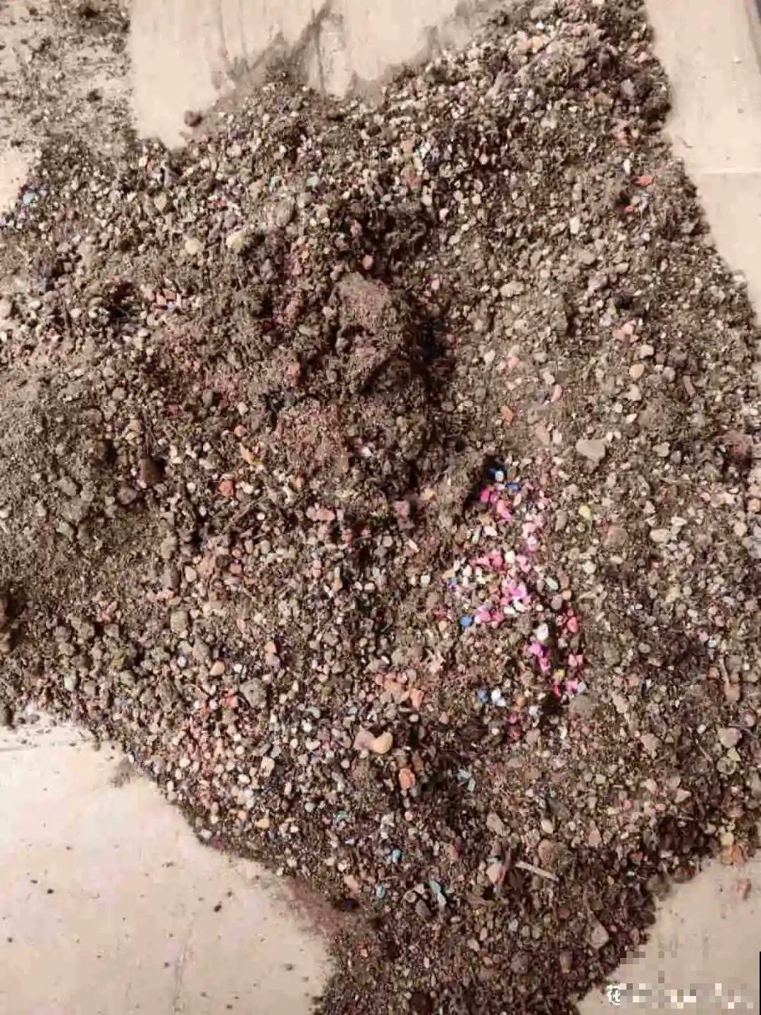 秋凉容易生虫子，月季招来害虫，必须赶紧换盆