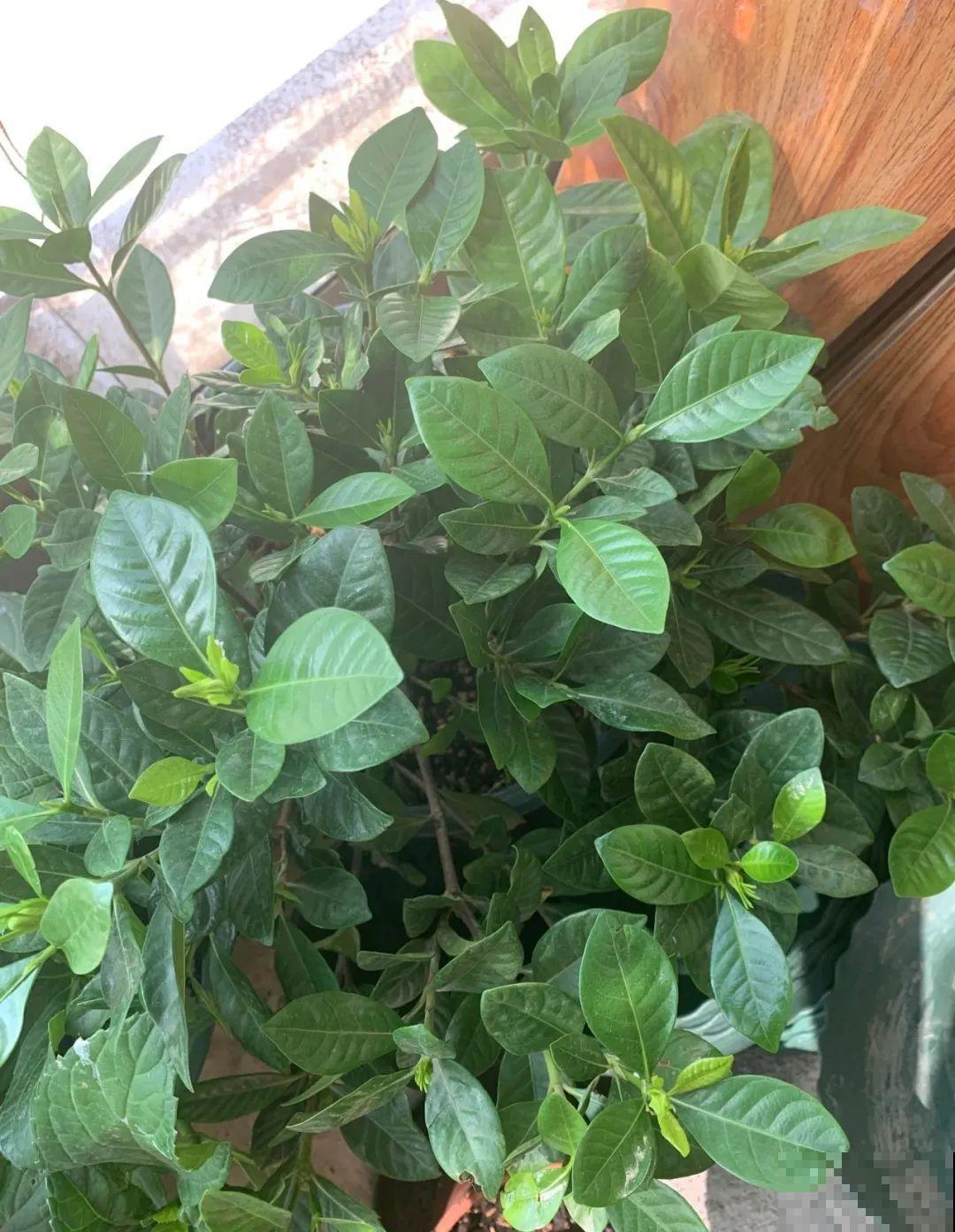 秋凉容易生虫子，月季招来害虫，必须赶紧换盆