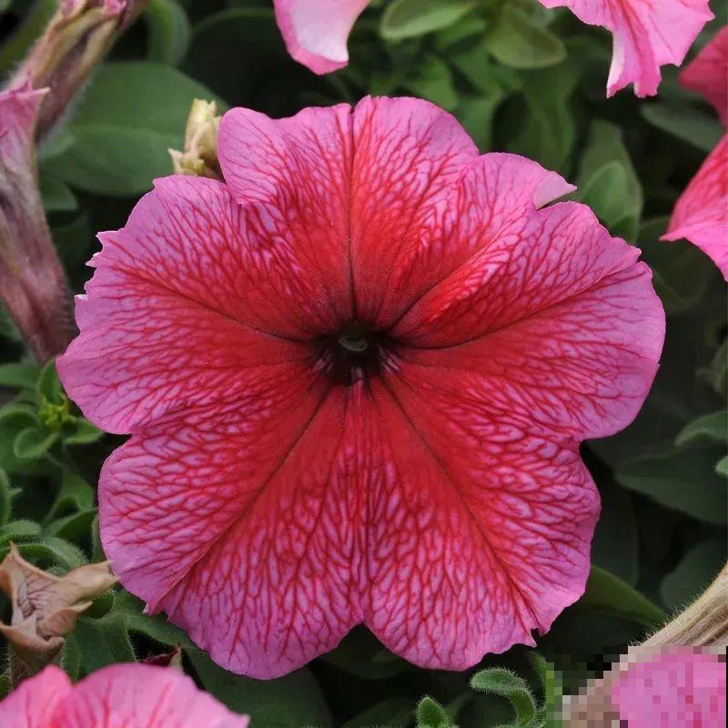 立秋后就养它，下个月爆盆，开花5、6次！