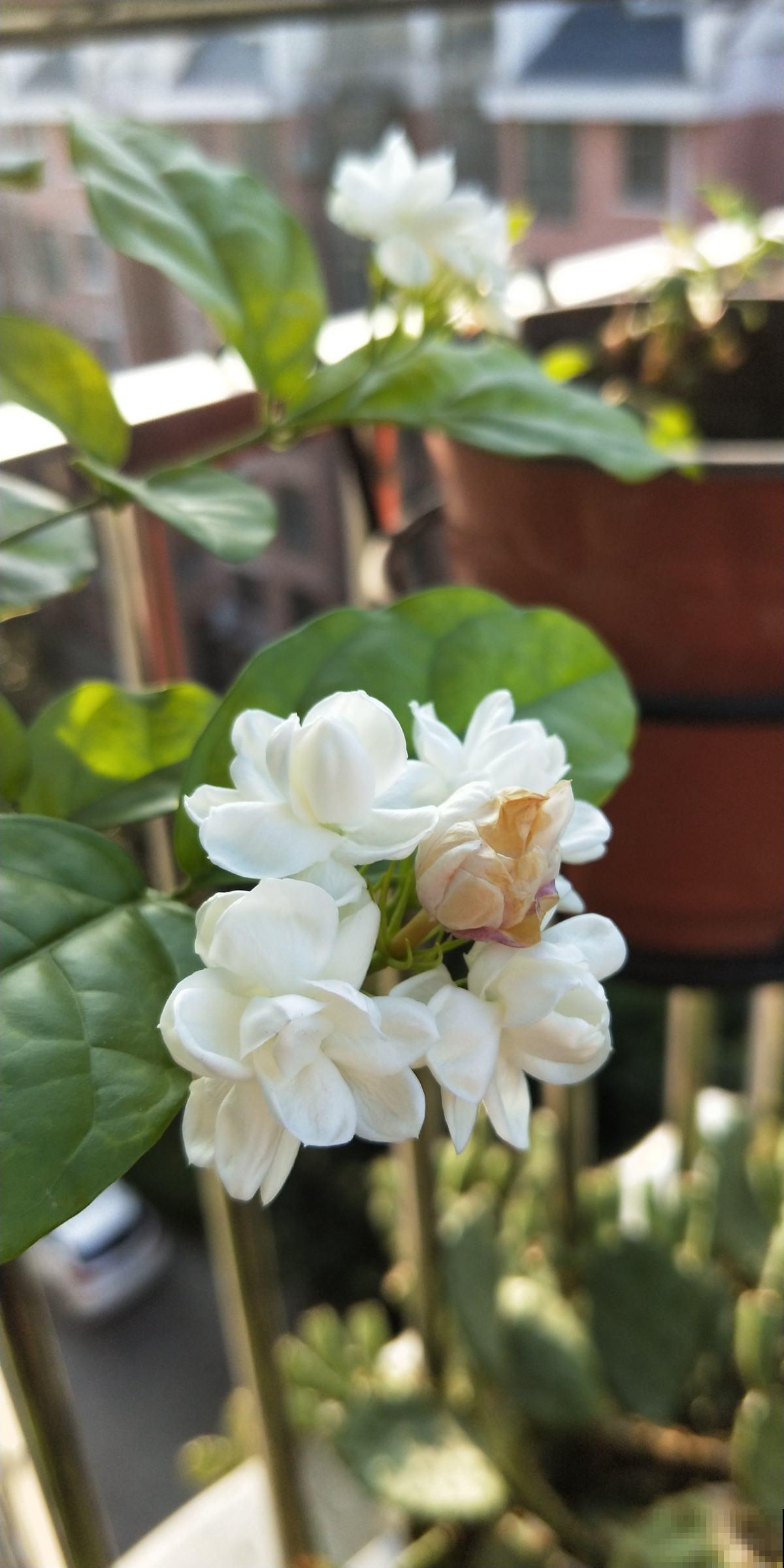 多肉度夏后,剪一刀消消毒,安全度过秋老虎 多肉度夏后,剪一刀消消毒,安全度过秋老虎