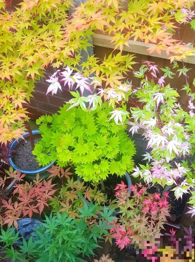 4种花只能北方养，南方种不了，只因温度太高！