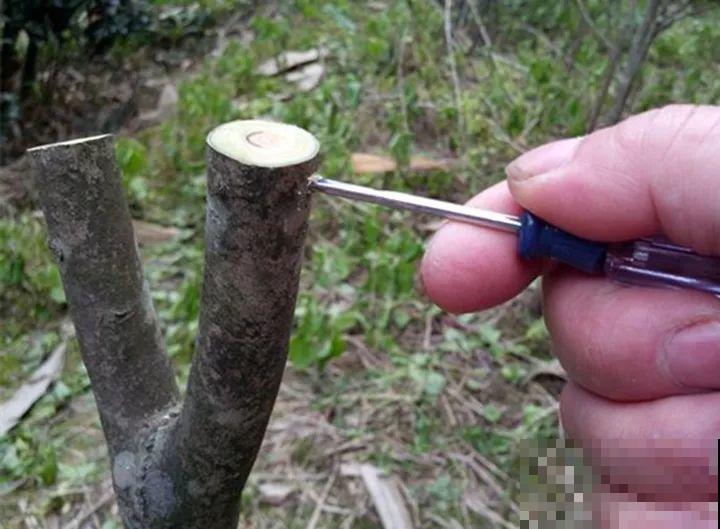 嫁接达人,玉树嫁接长寿上,花友直呼内行! 嫁接达人,玉树嫁接长寿上,花友直呼内行!