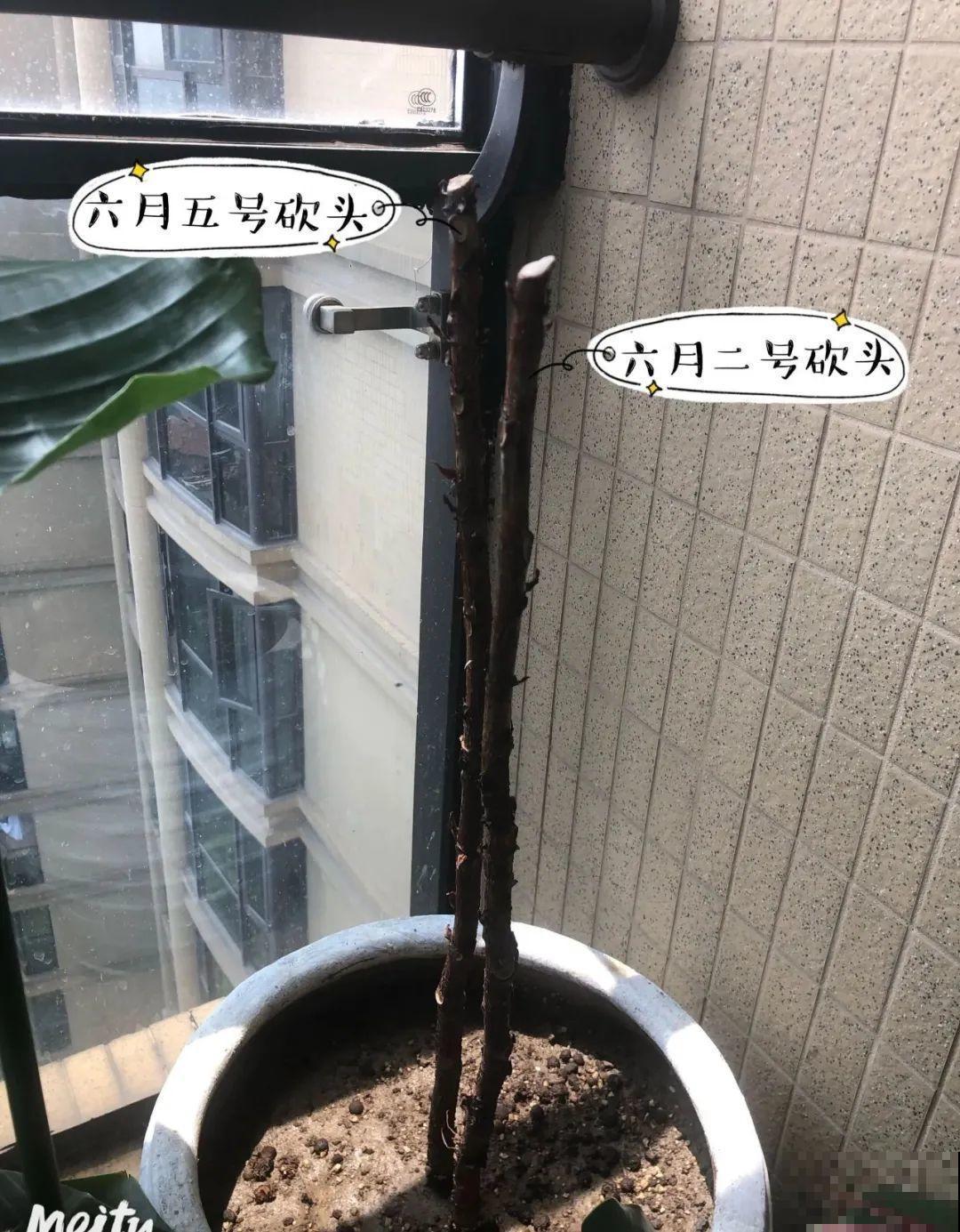 幸福树长太高，拦腰砍1刀，效果竟然这么好！