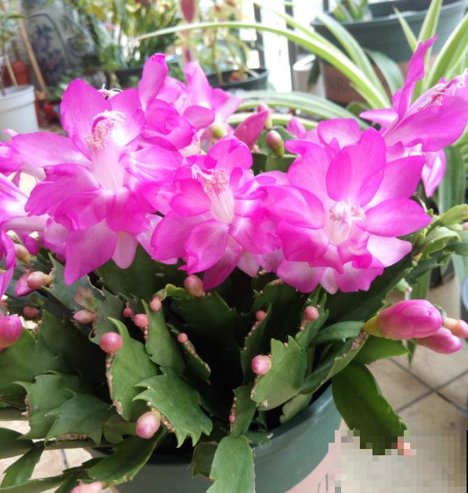 5种花不怕冷，现在种一盆，秋冬春三季有花看！