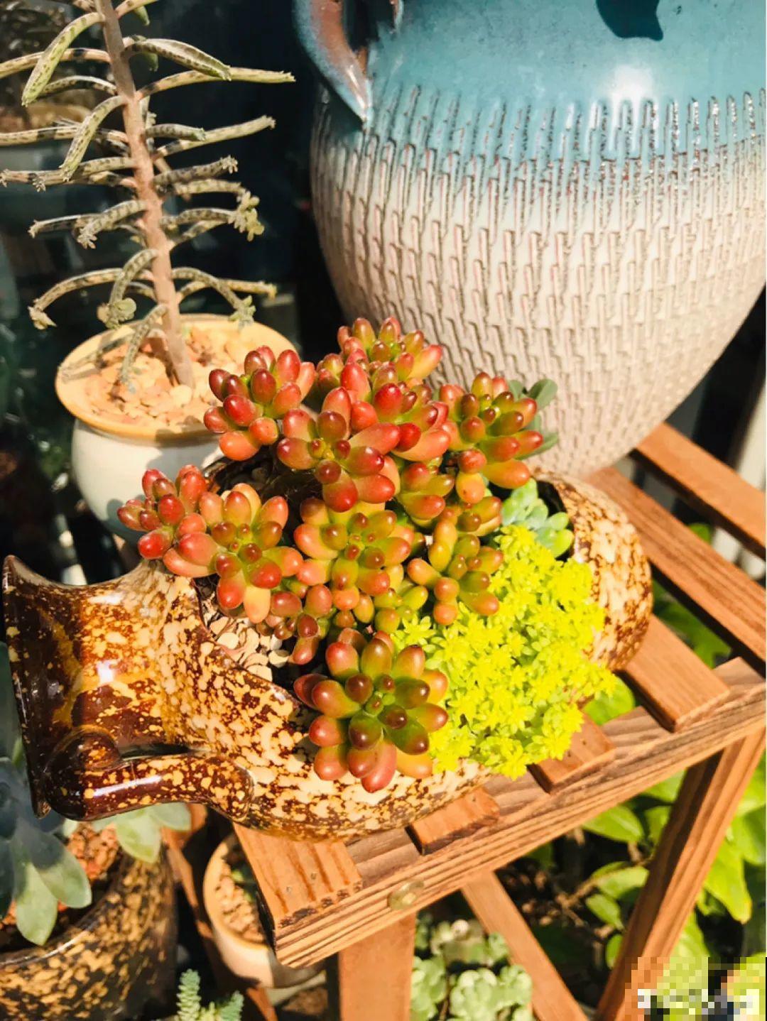 卧室养花要警惕，选不对，让你整夜睡不着！