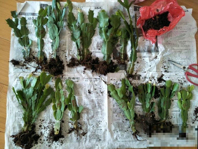 养蟹爪兰，重要的是一个“掐”字，花苞冒不停