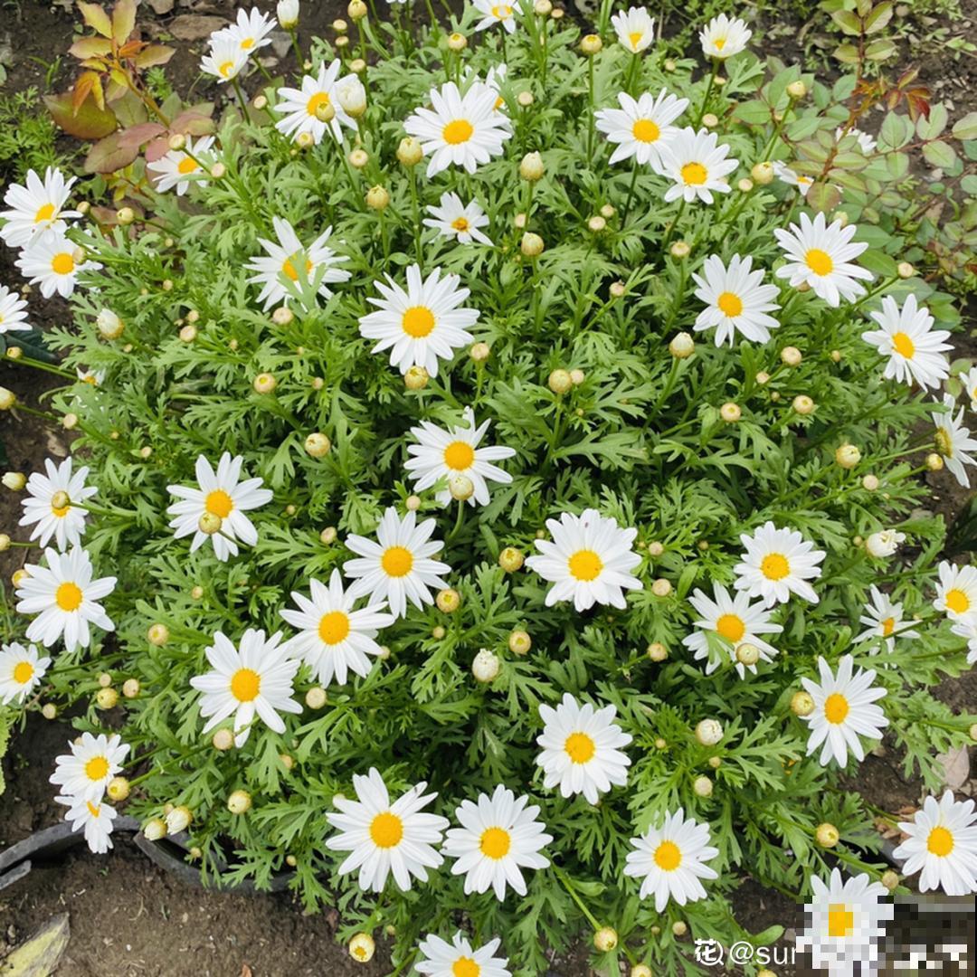 花堆成山,捡到手软,大麻袋都装不下了! 花堆成山,捡到手软,大麻袋都装不下了!