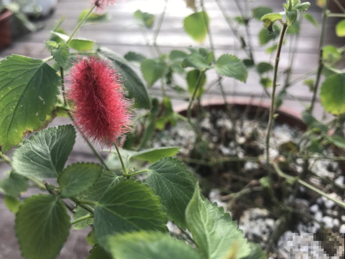 养这5种可爱绿植,毛茸茸的,绿植界萌宠担当! 养这5种可爱绿植,毛茸茸的,绿植界萌宠担当!