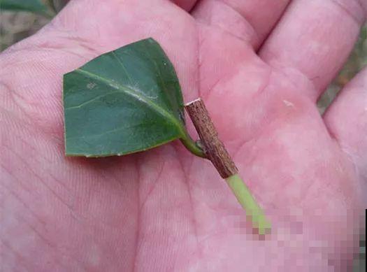 嫁接达人,玉树嫁接长寿上,花友直呼内行! 嫁接达人,玉树嫁接长寿上,花友直呼内行!