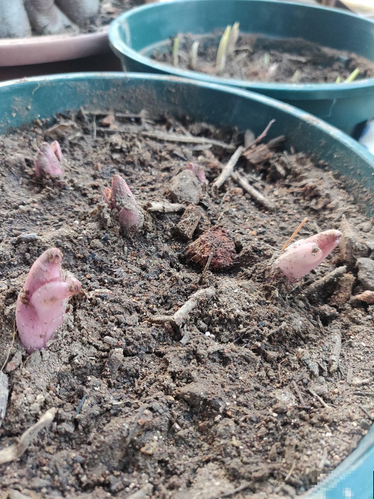 养花的旧土别乱用,3步改良,花卉旺得挤破盆! 养花的旧土别乱用,3步改良,花卉旺得挤破盆!