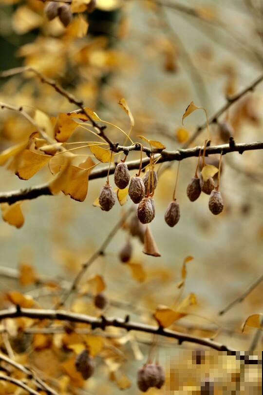 路边常见的行道树,种子捡回家,就能种出小盆栽 路边常见的行道树,种子捡回家,就能种出小盆栽
