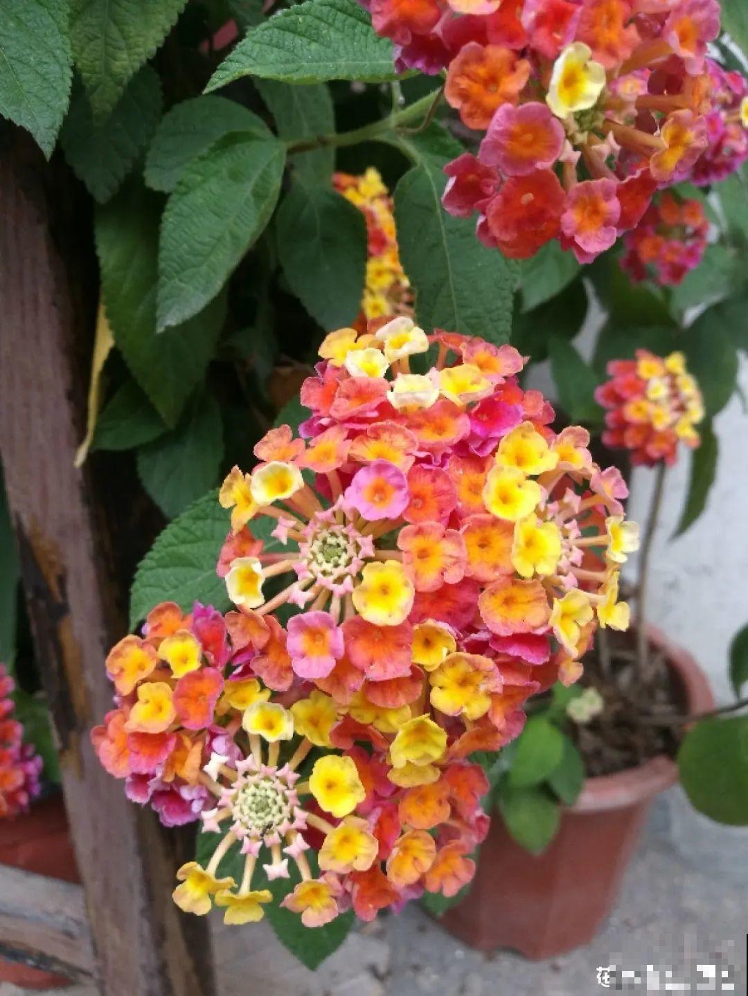 这花名字太难听，我实在叫不出口，到底谁起的！